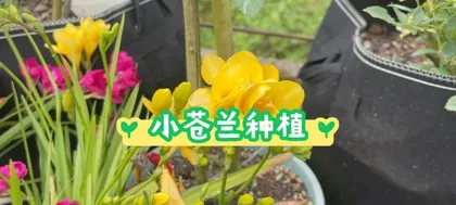 Freesia Planting and Care (Creating a Green Ocean in Your Garden) 2