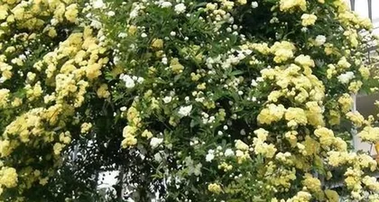 沙质土壤花卉养护指南(掌握关键因素,打造沙质土壤的园林梦想)3