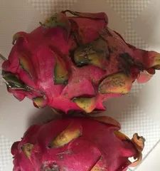 Can hamsters eat dragon fruit? (Can the nutrient-rich dragon fruit become food for hamsters?)