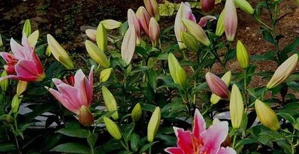 How to plant lilies? What should be noted in daily care?