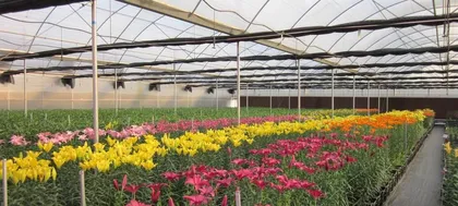 如何种植百合花？日常养护需要注意什么？2