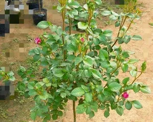 How to properly prune a tree rose (creating a beautiful tree-shaped flower bed)