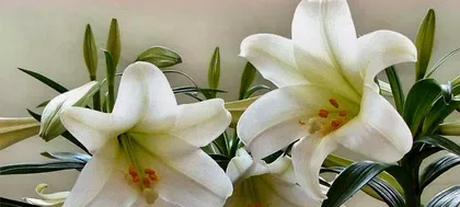 如何种植百合花？日常养护需要注意什么？3