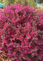 Cultivation methods and care tips for Hypericum chinense (Creating a beautiful garden starts with details)