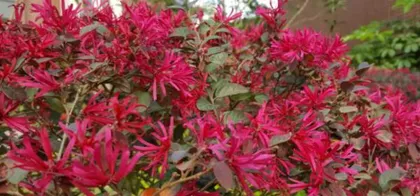 Cultivation Methods and Care Points for Loropetalum (Creating a Beautiful Garden Starts with the Details) 2