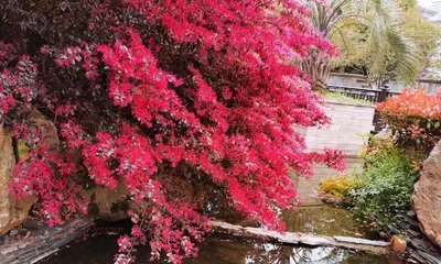 Cultivation Methods and Care Points for Loropetalum (Creating a Beautiful Garden Starts with the Details) 3