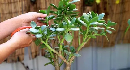 Is Yushu toxic? (Learn about the toxicity and care tips of Yushu to keep it safely at home)