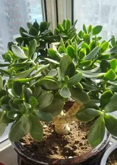 Is the Jade Plant really toxic? (Understanding the toxicity and care tips of the Jade Plant to let you grow it safely at home) 2