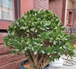 Is the Jade Plant really toxic? (Understanding the toxicity and care tips of the Jade Plant to let you grow it safely at home) 3