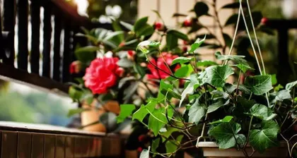 Terrace Tree Planting Guide (Creating a Green Ecological Living Environment, Making the Terrace More Beautiful) 2