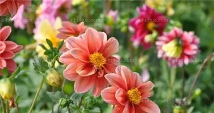 Complete Guide to Spring and Summer Flower Care (Create a Brilliant Garden, Make Life Better)