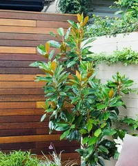 Terrace Tree Planting Guide (Creating a Green Ecological Living Environment, Making the Terrace More Beautiful) 3