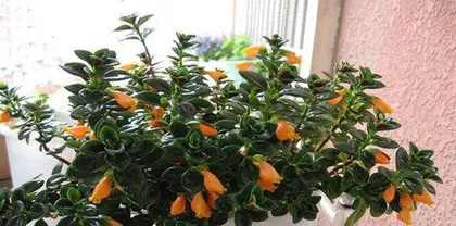 春夏花卉养护大全(打造绚丽花园,让生活更美好)2