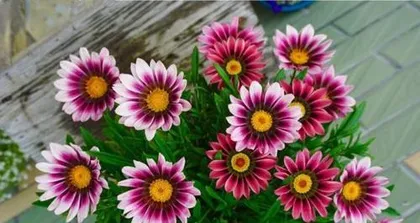 春夏花卉养护大全(打造绚丽花园,让生活更美好)3