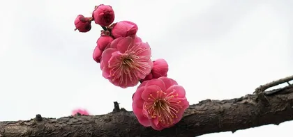 Explanation of the blooming time and flowering period of red plum blossoms (Beauty in winter, red plum blossoms that captivate your heart)