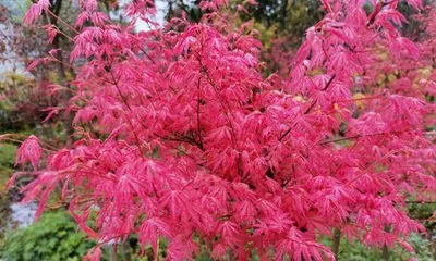 Causes and Prevention Methods of Maple Leaf Rolling (Exploring the reasons for maple leaf rolling and how to prevent it to restore healthy growth of maple trees)