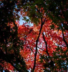 Causes and Control Methods of Maple Leaf Curl (Exploring the Causes of Maple Leaf Curl and How to Control It to Restore Healthy Growth of Maple Trees) 2