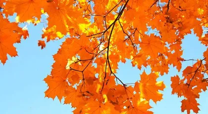 Causes and Control Methods of Maple Leaf Curl (Exploring the Causes of Maple Leaf Curl and How to Control It to Restore Healthy Growth of Maple Trees) 3