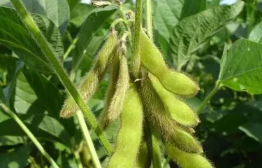 What to do after Chlorophytum blooms (Handling and care after Chlorophytum flowering)