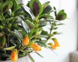 What to do after a spider plant blooms (Post-bloom care and maintenance of spider plants) 2