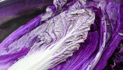 What to do after a spider plant blooms (Post-bloom care and maintenance of spider plants) 3