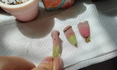 Save the Drooping Lithops (Care Tips and Problem Solving for Lithops)