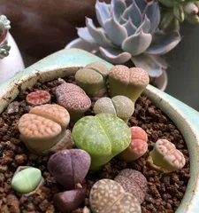 Save the wilting Lithops (Lithops care tips and problem-solving methods) 2