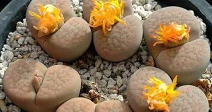 Save the wilting Lithops (Lithops care tips and problem-solving methods) 3