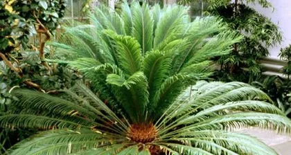 The Wintertime Care Methods for Zamioculcas (Ensuring Your Zamioculcas Passes the Winter Safely)