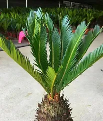 Winter Care Methods for Sago Palm (Help Your Sago Palm Safely Survive the Winter) 3