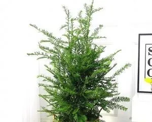 The Indoor Care of Taxus (Taxus Cultivation Methods, Precautions, and Troubleshooting)