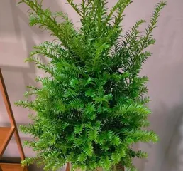 Indoor Care for Yew Trees (Cultivation Methods, Precautions, and Troubleshooting) 2