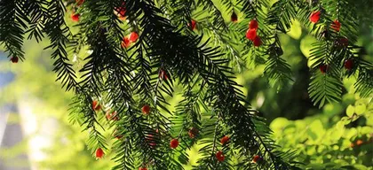 How to choose the best planting soil for Chinese yew? How to care for Chinese yew?