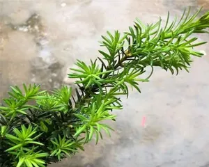 How to choose the best planting soil for yew trees? How to care for yew trees? 2