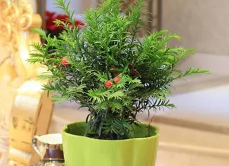How to choose the best planting soil for yew trees? How to care for yew trees? 3
