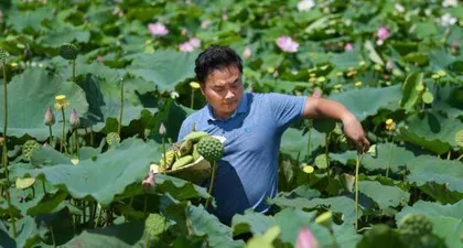 Lotus Pod Harvesting Time and Market Availability (Understanding the harvesting time of lotus pods allows you to enjoy the best taste)