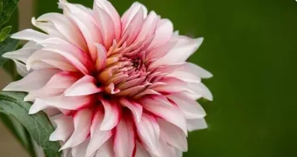 A Guide to Flower Care for Women Born in the Year of the Rooster (Choosing Suitable Flower Species to Add Color to Your Life)