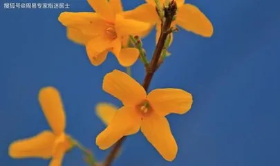 Flower Care Guide for Women Born in the Year of the Rooster (Choose the right type of flowers to add color to your life) 2