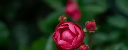 Flower Care Guide for Women Born in the Year of the Rooster (Choose the right type of flowers to add color to your life) 3