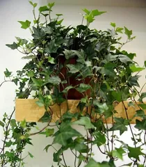 The toxicity of ivy and its suitability for indoor cultivation (Beware of the toxicity of ivy and choose the correct indoor cultivation methods)