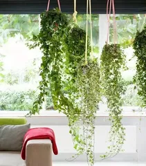 Toxicity and Suitable Indoor Care for Ivy (Beware of Ivy Toxicity and Correctly Choosing Indoor Care Methods) 2