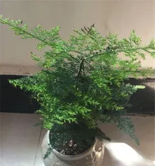 Care Tips for Asparagus Ferns: Watering with Wine