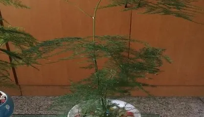 Asparagus Fern Care: Watering with Liquor Part 2