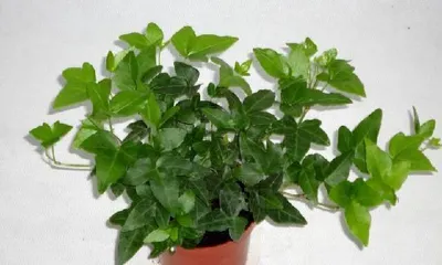 Toxicity and Suitable Indoor Care for Ivy (Beware of Ivy Toxicity and Correctly Choosing Indoor Care Methods) 3
