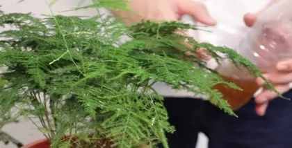 Asparagus Fern Care: Watering with Liquor Part 3