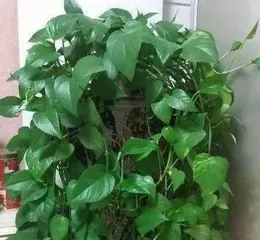 The Amazing Combination of Coke and Devil's Ivy! (A New Way of Plant Care – Watering Devil's Ivy with Coke)