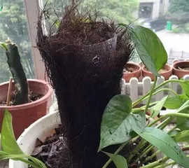 可乐和绿萝的奇妙结合！（一种新的植物养护方式——用可乐浇绿萝）2