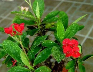 Is the Euphorbia milii toxic? Can it be kept indoors? (Learn about the toxicity of the Euphorbia milii and how to care for it safely)