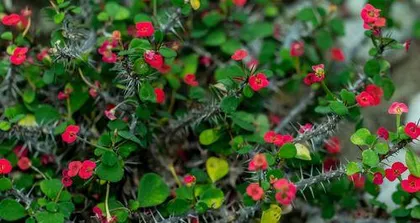 Is Euphorbia milii toxic? Can it be kept indoors? (Understanding the toxicity of Euphorbia milii and how to care for it safely) 2