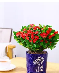 Is Euphorbia milii toxic? Can it be kept indoors? (Understanding the toxicity of Euphorbia milii and how to care for it safely) 3